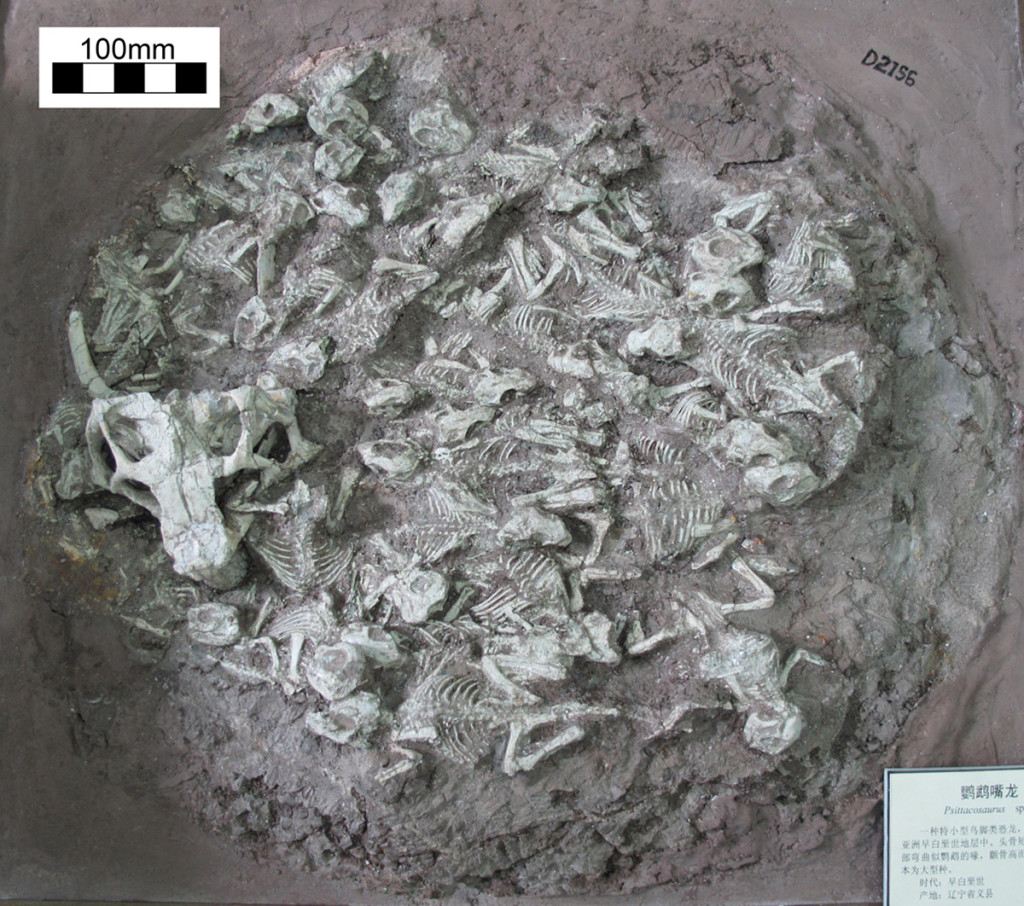 The remains of 25 dinosaurs were found in a single rock slab from northeastern China.