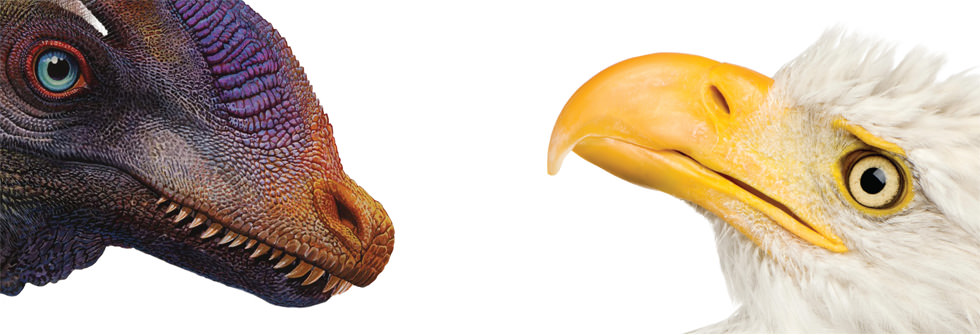 How fearsome reptiles became birds