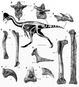 This image shows the skeleton and selected bones of the new oviraptorosaurian dinosaur species Anzu wyliei. (Image: Carnegie Museum of Natural History)
