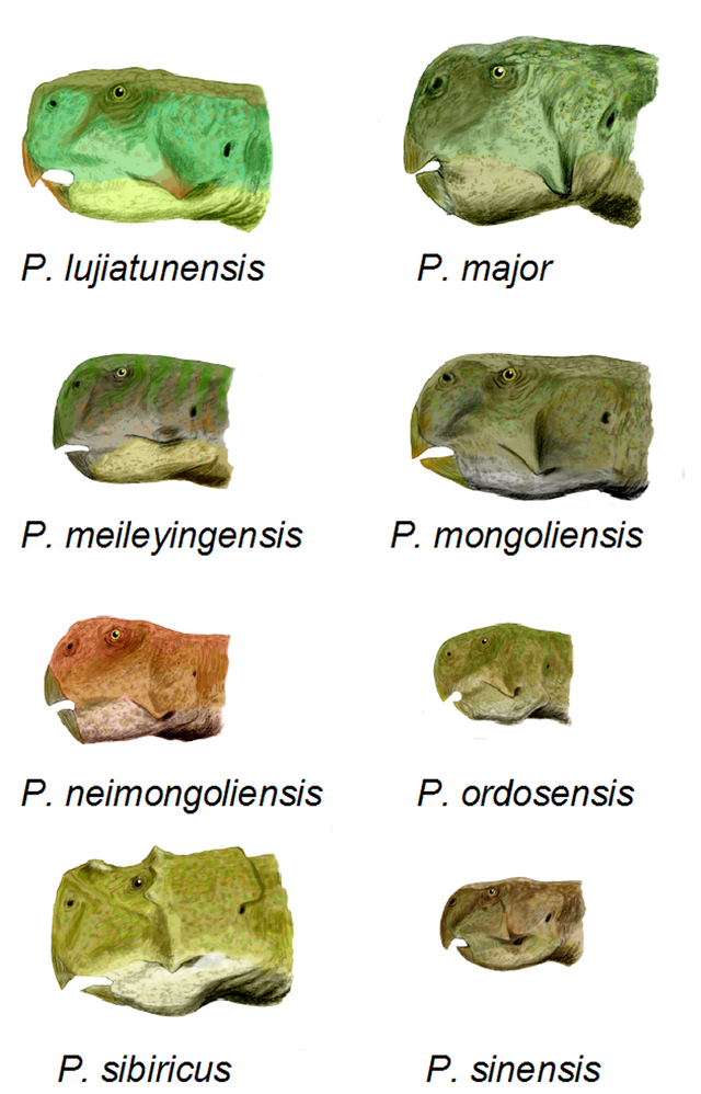 Reconstruction of the heads of various psittacosaurs (Nobu Tamura/Wikimedia).